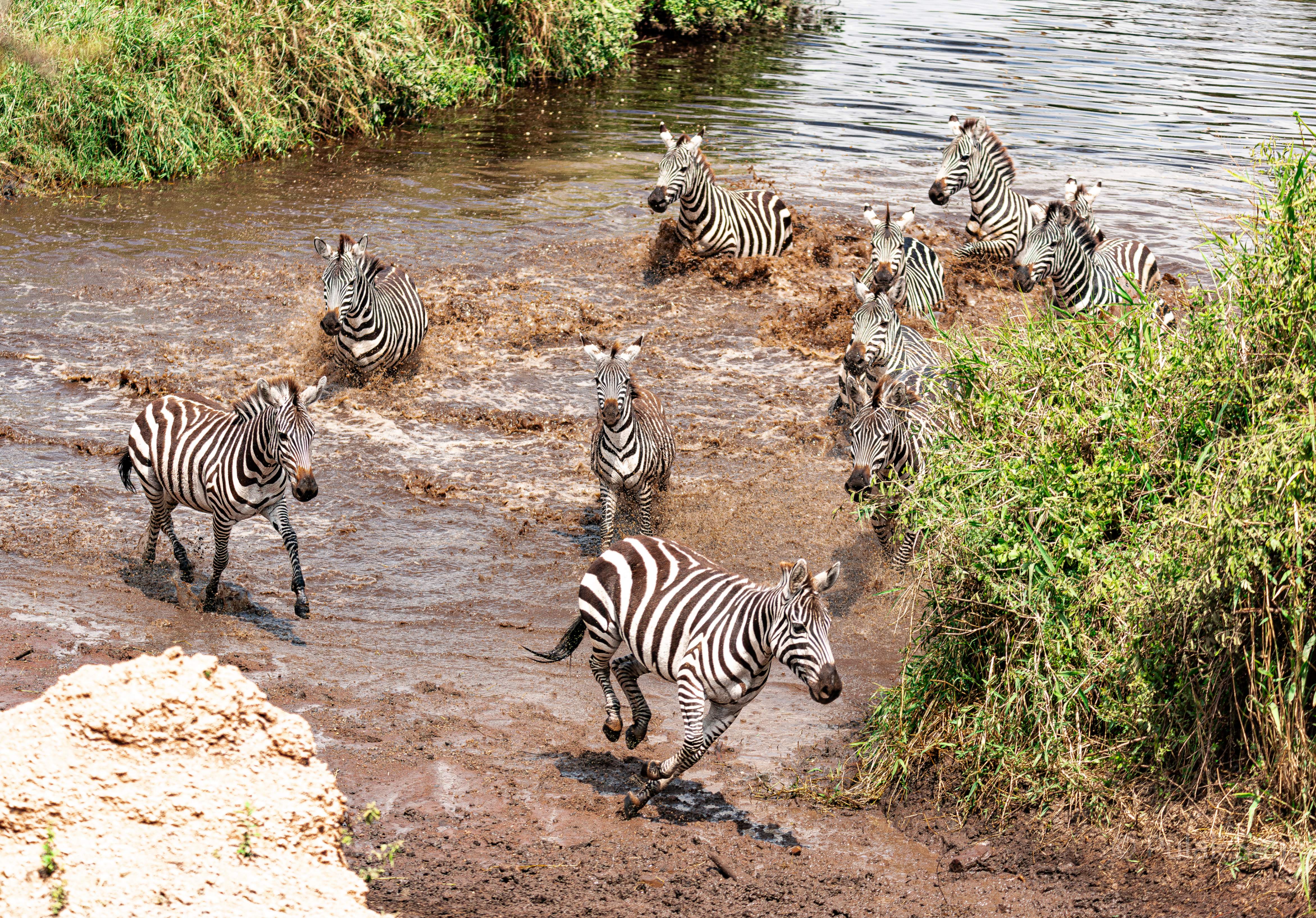Zebra herd racing trough stream